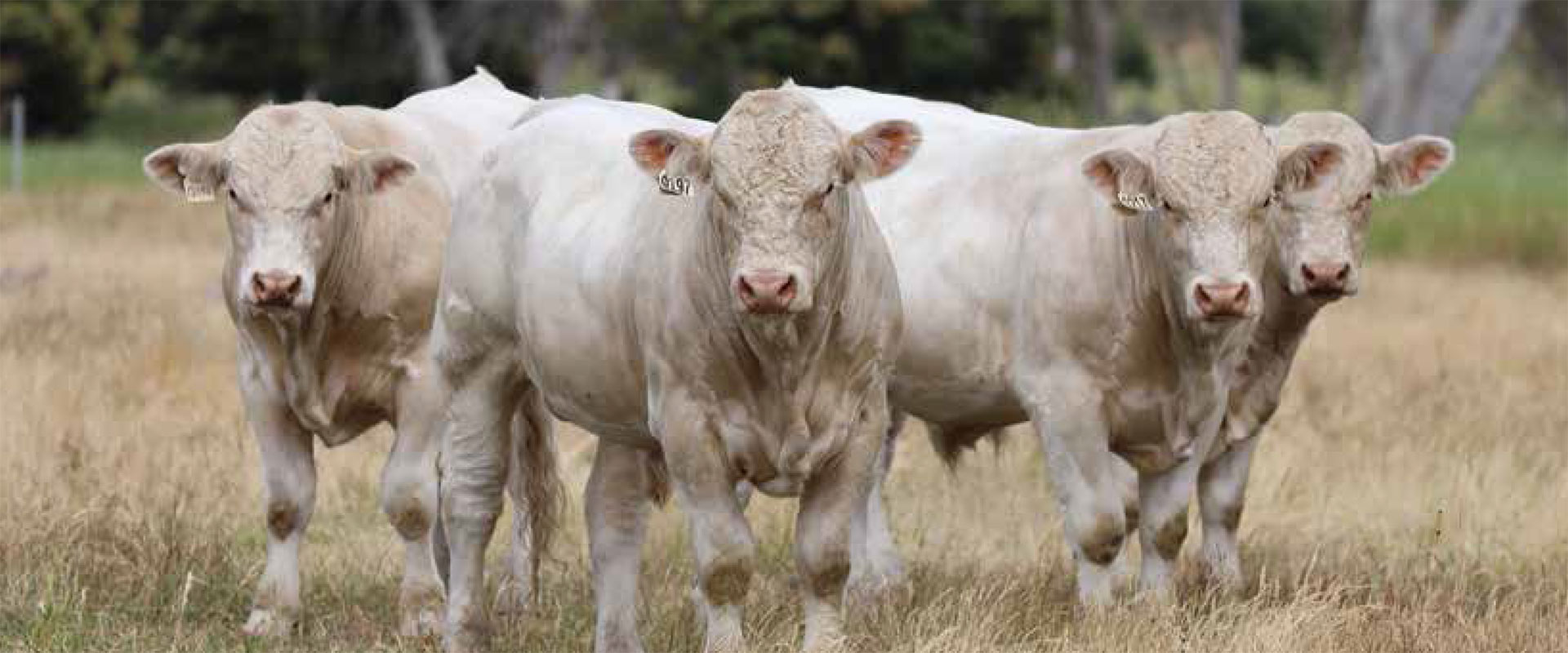 Mount William Cattle