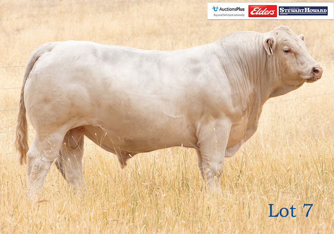 Mount William Charolais Sale